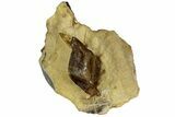 Honey Colored Barite Crystals On Fluorescent Calcite - Elk Creek #227767-2